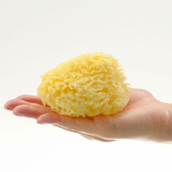 Bellini Eponge Naturelle avec boite